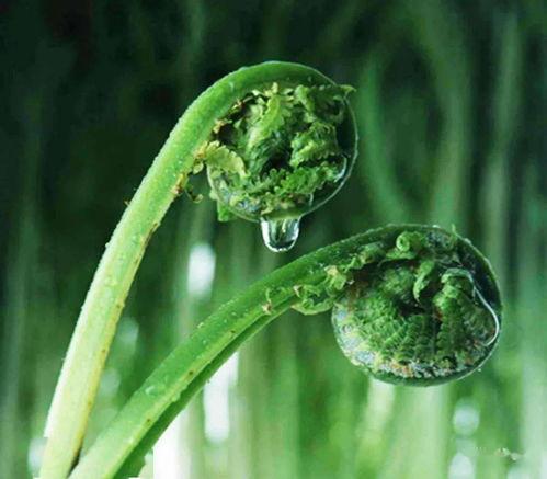 露珠日记 第一季,青春校园的甜蜜成长之旅